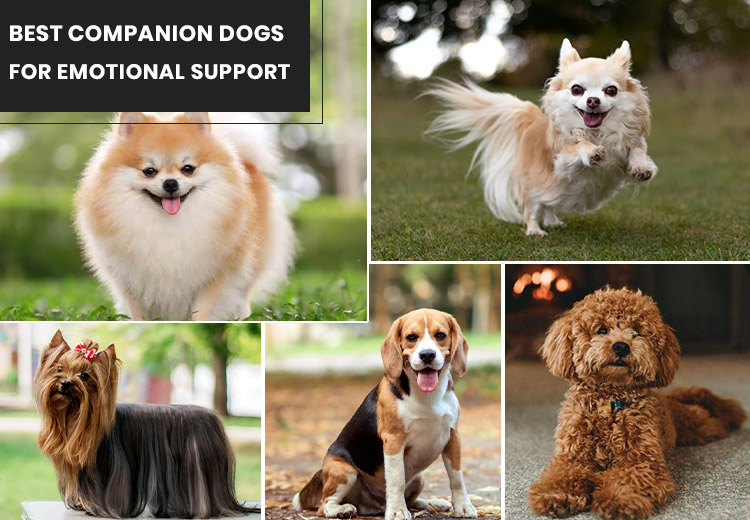 Best Companion Dogs For Emotional Support