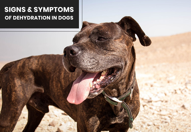 What Are the Signs/Symptoms of Dehydration in Dogs?