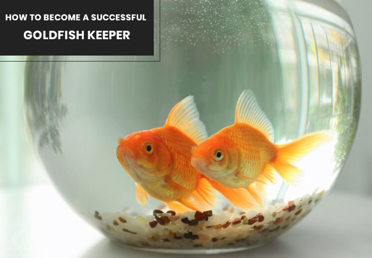 How to Become a Successful Goldfish Keeper