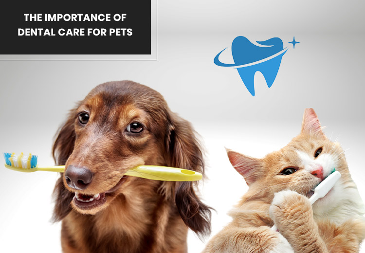 The Importance of Dental Care for Pets