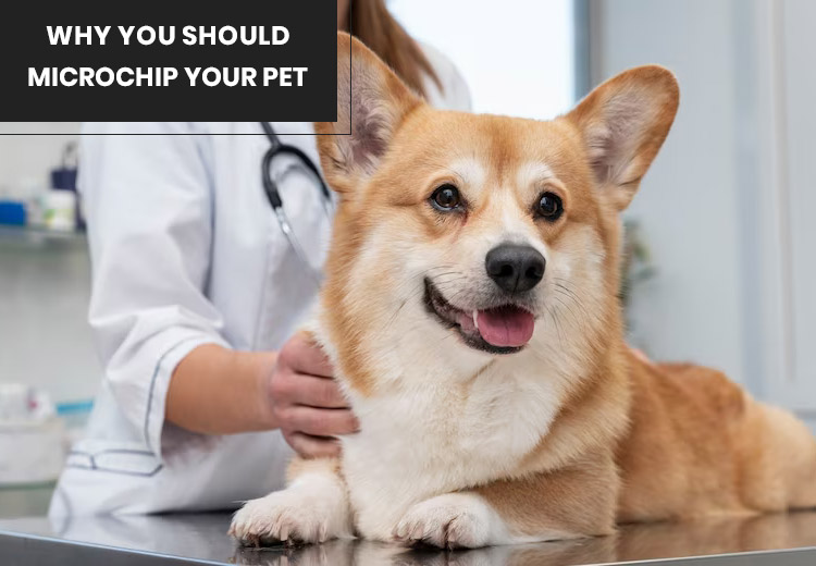 Arthritis in Pets