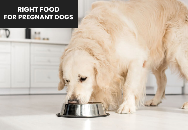 Right Food for pregnant dogs