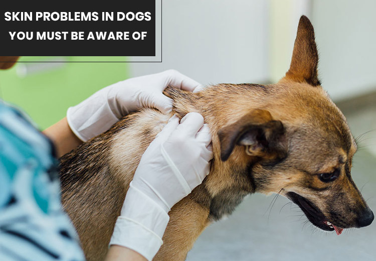 Skin Problems in Dogs You Must Be Aware Of