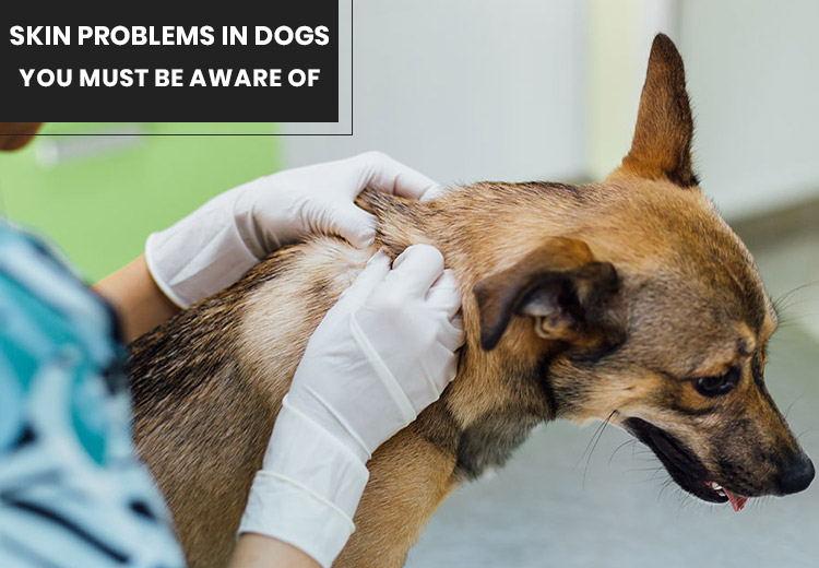 Fresh Look at Skin Problems In Dogs You Must Be Aware Of