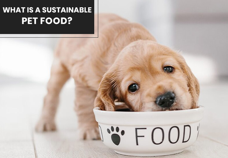 What Is A Sustainable Pet Food?