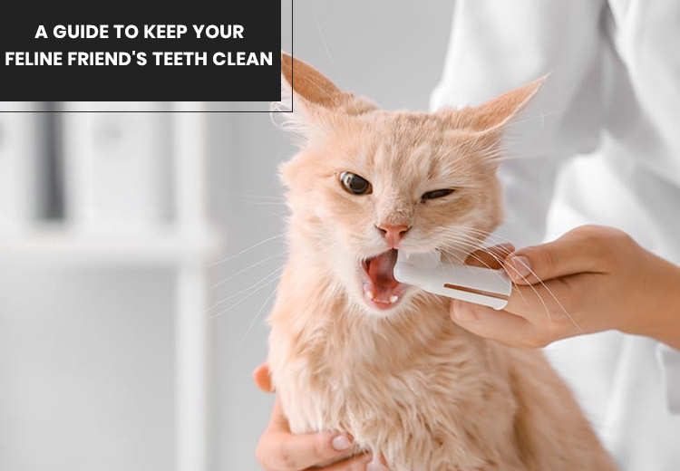 A Guide to Keep Your Feline Friend’s Teeth Clean