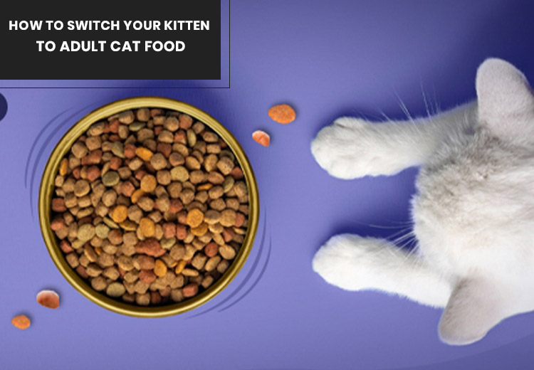 Switching your kitten to an adult diet