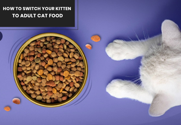 Kitten to adult food 2025