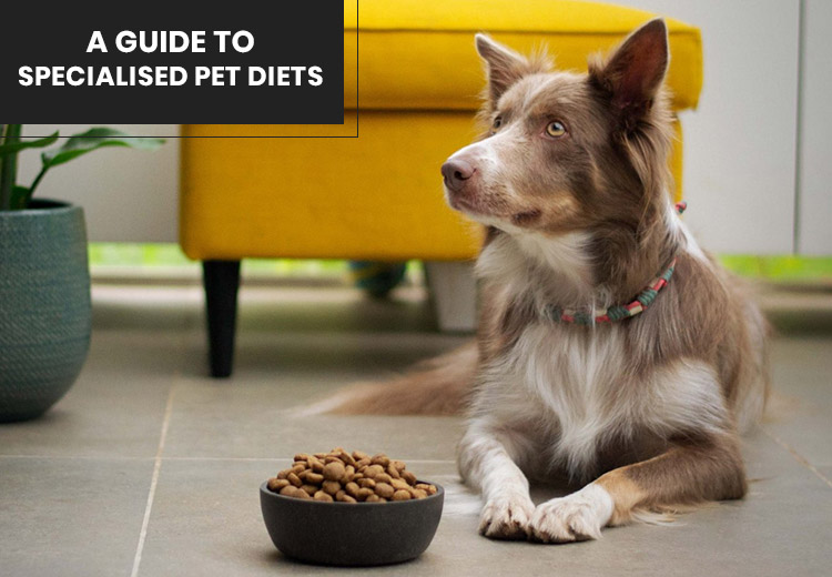 How to Cater to a Pet With a Specialised Diet