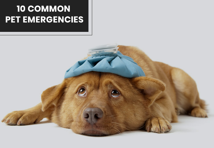 10 Common Pet Emergencies