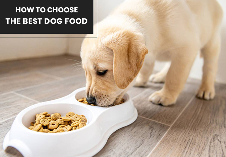 How to Choose the Best Dog Food