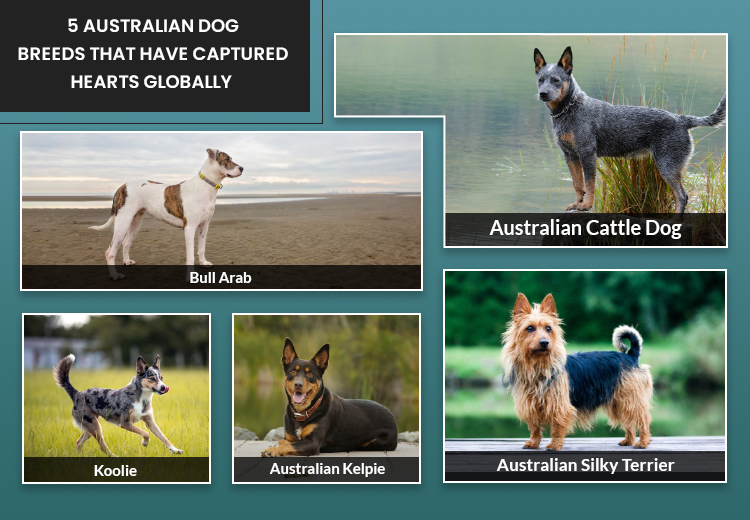 5 Australian Dog Breeds that Have Captured Hearts Globally
