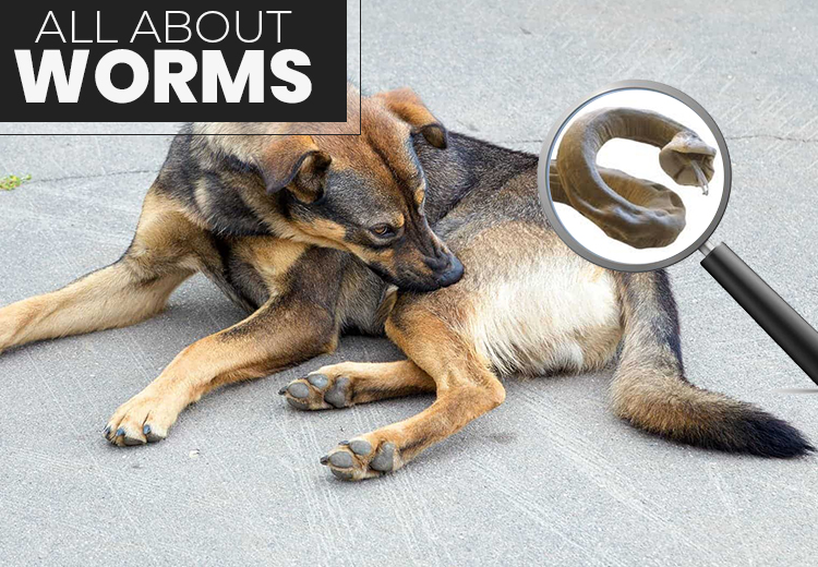 WORMS IN CATS AND DOGS