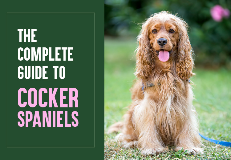 The Complete Guide to Cocker Spaniels