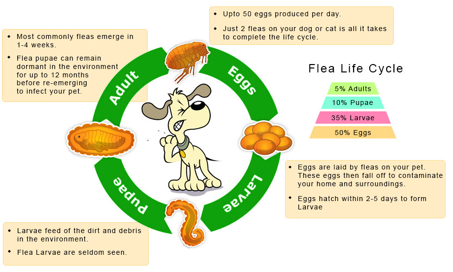 flea life cycle