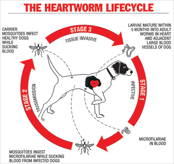 Heartworm lifecycle