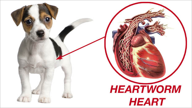 Heartworm Heart