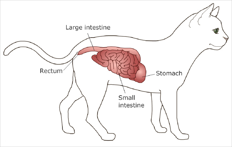 Pets with food allergies