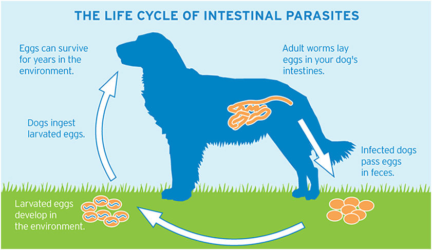 Internal Parasites