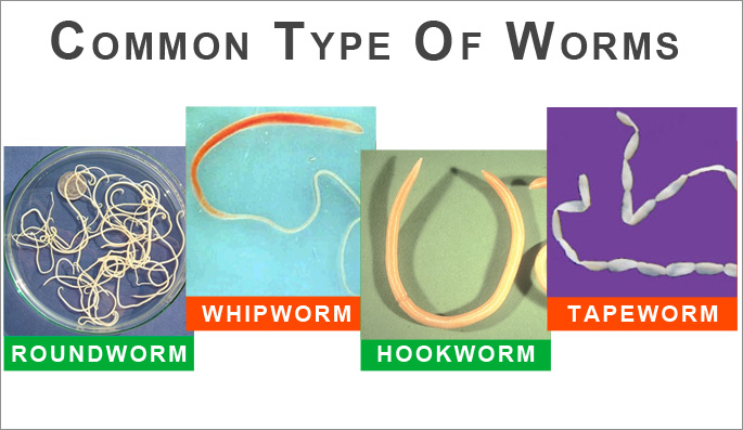 What are the key differences between a hook worm and a round worm?