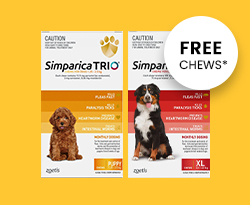 Simparica Trio