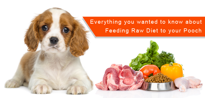 Should I feed my Doggie Raw Food?