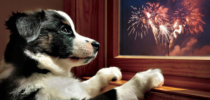 Pets to Deal with Fireworks?