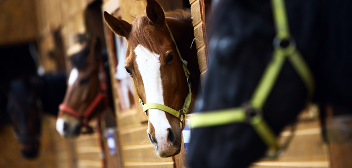 Worms and Horses: A very Common Problem