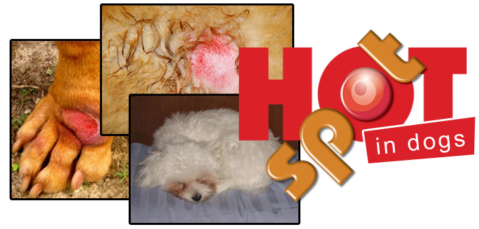 Hot Spots in dogs