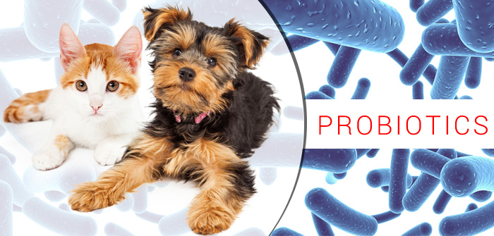 Probiotics for Pets