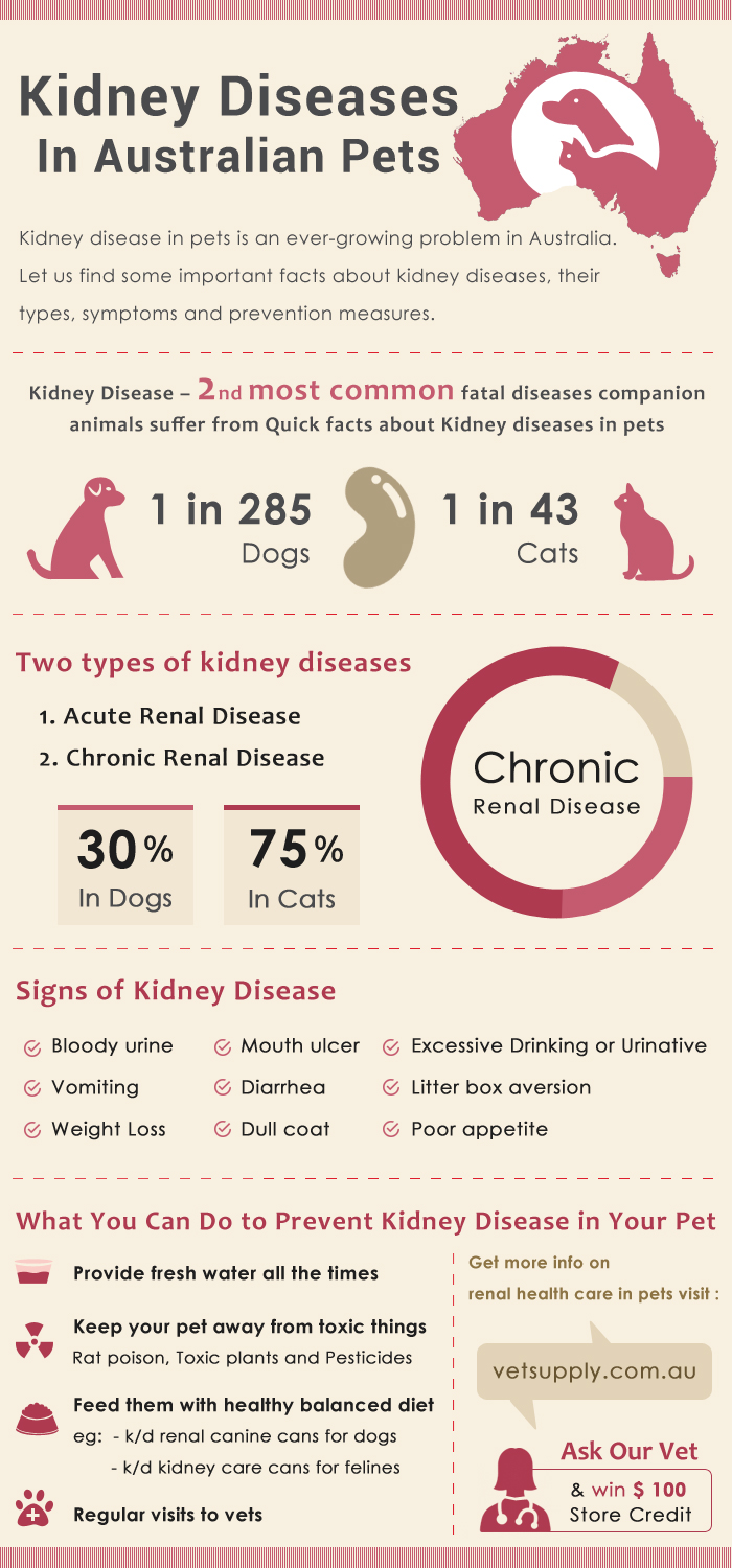 Everything you wanted to know about Kidney Disease in Pets