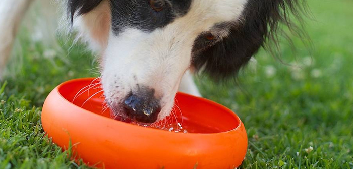 Water Nutritional Component for Overall Growth of Dogs