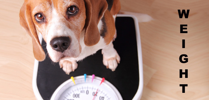 Tips for pet weight gain during winters