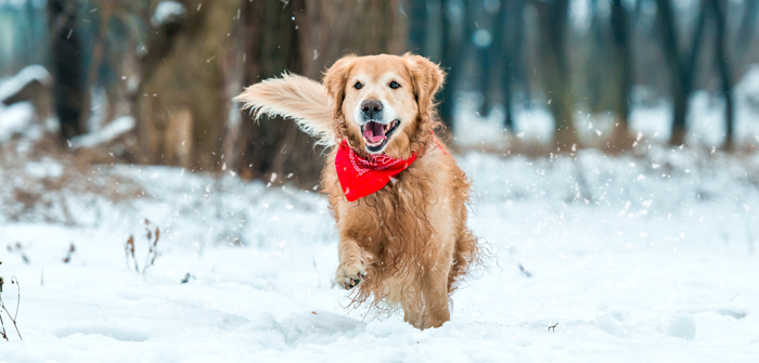 Winter Dog & Cat Care