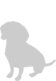 dog1