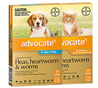 Advocate