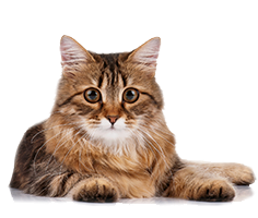 Shop for Cat Foods for Senior Cats