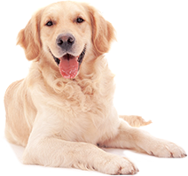 Shop for Dog Foods for Senior Dogs