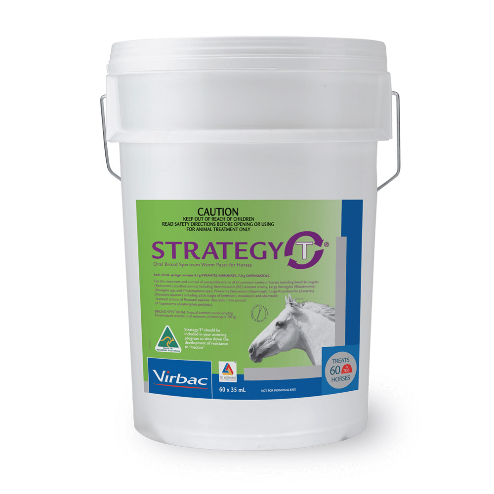 Buy STRATEGY-T Paste 60 Pack Bucket Online