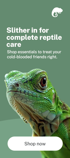 Reptiles